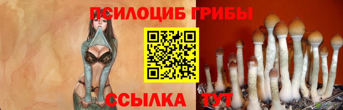Галлюциногенные грибы Psilocybe  Галлюциногенные грибы прущие грибы  Вход с VPN  Каспийск 
